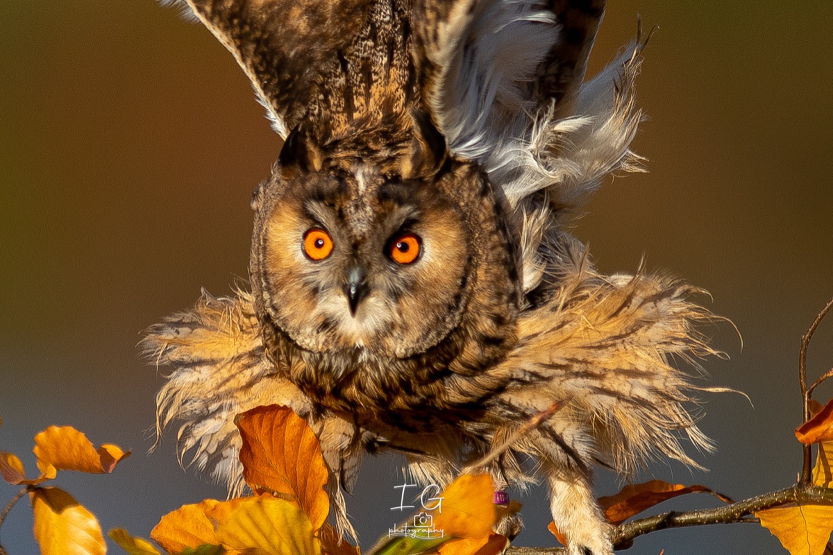 1DX43968 21 november 2021 1344 34 2